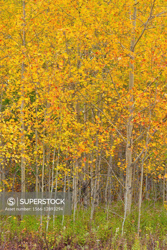 Autumn hardwood trees aspen saplings, Greater Sudbury (Lively