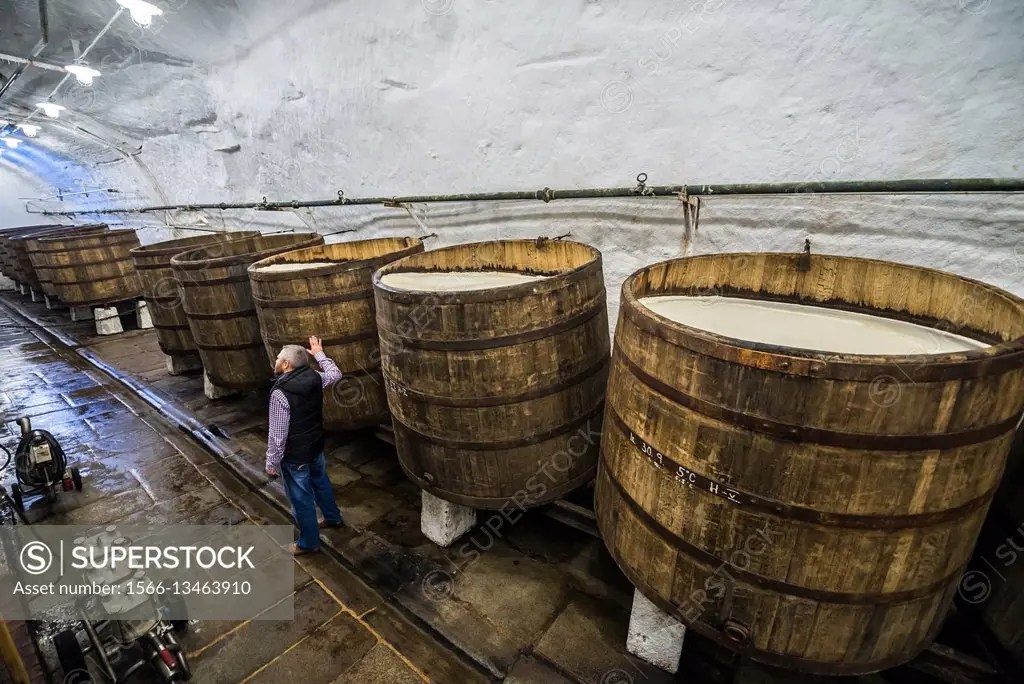 Wooden open fermentation barrels in the historical cellars of Pilsner