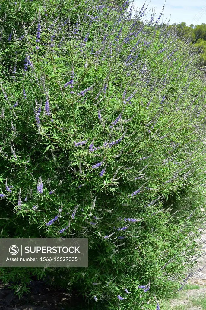 Chaste tree (Vitex agnuscastus) is a deciduous shrub or small tree