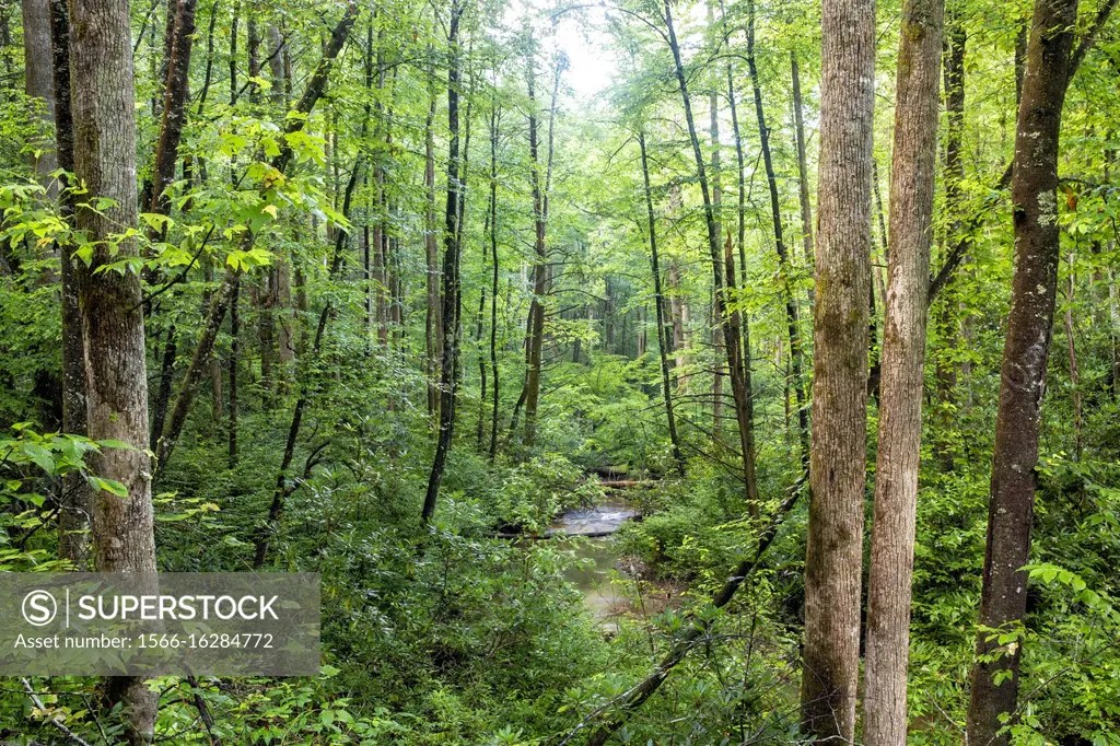View of Avery Creek running through Pisgah Forest in summer Pisgah