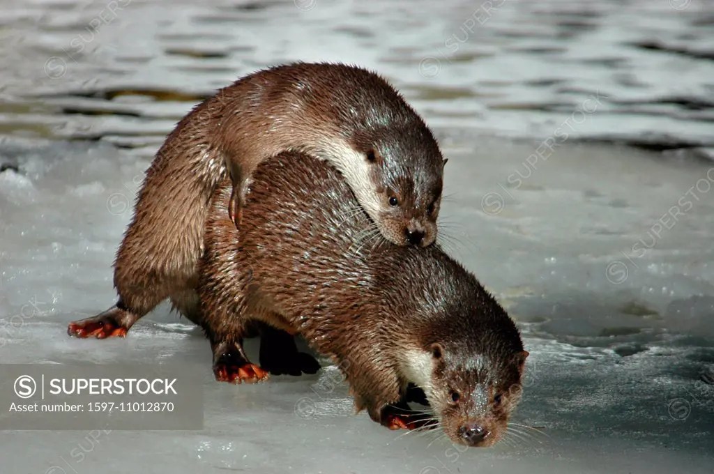 Otter, Lutra lutra, hairynosed otter, mustelidae, martens, predators