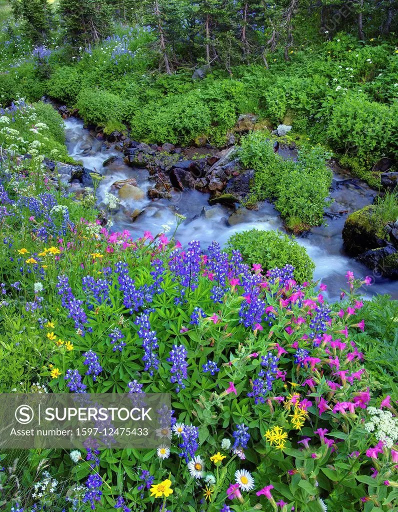 creek and wildflowers in Washington State SuperStock