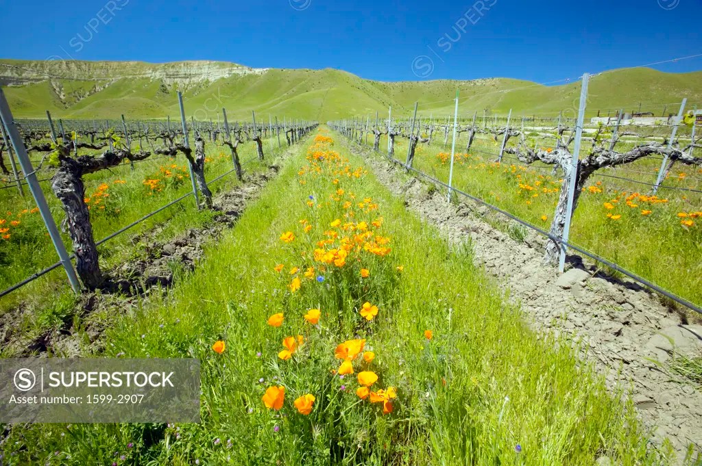 Vineyard with bright colorful flowers and California poppies off Shell