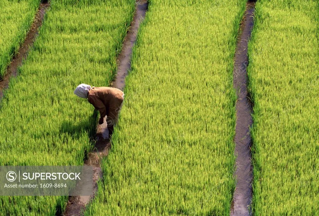 Rice field, Philippines SuperStock