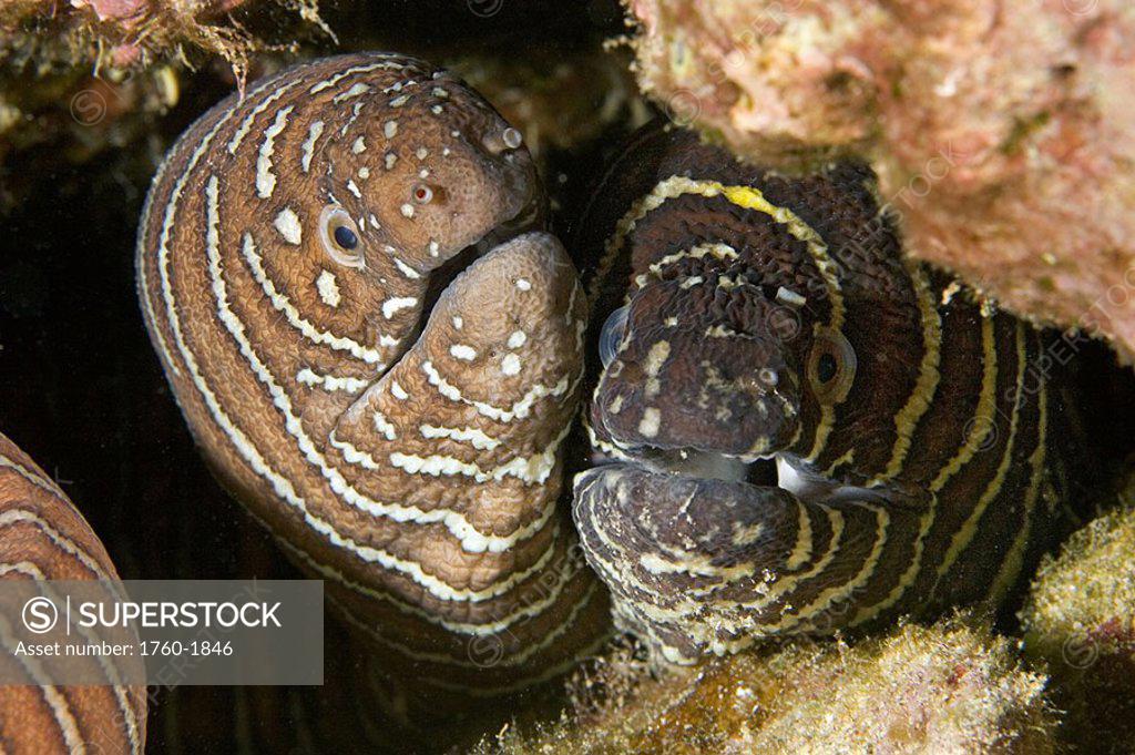 Hawaii, Closeup of two zebra moray eels gymnothorax zebra SuperStock