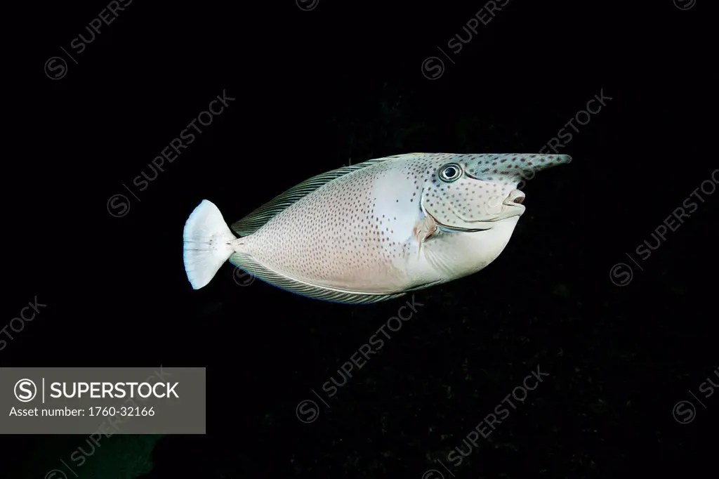 Hawaii, The Paletail Unicornfish (Naso Brevirostris) Is Called Kala