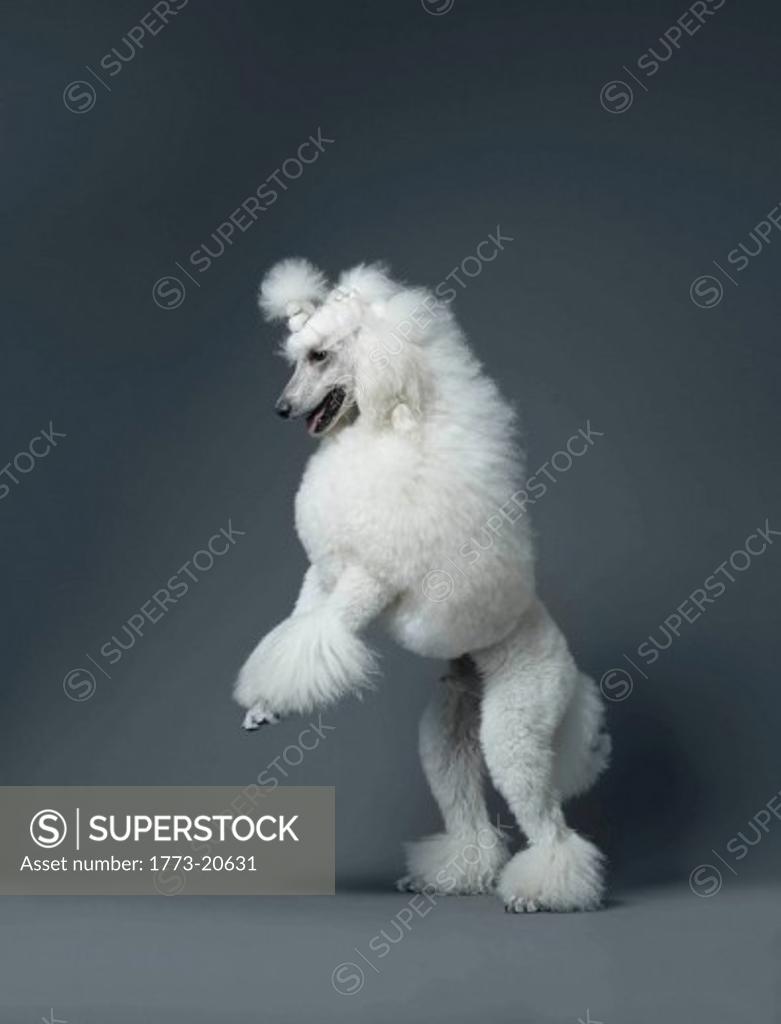 White poodle standing on hind leg SuperStock