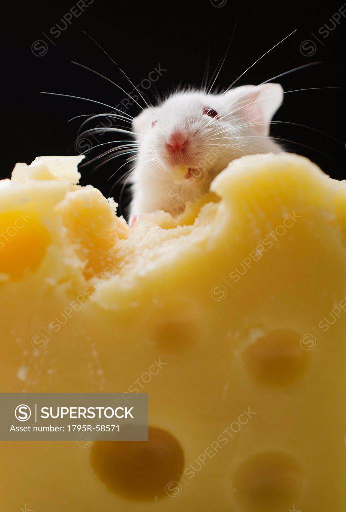 White mouse eating cheese, studio shot SuperStock
