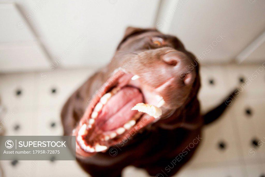 Why Do Dogs Scream When They Yawn