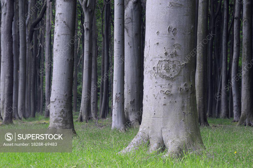 Beech Trees, West Pomerania, MecklenburgVorpommern, Germany SuperStock