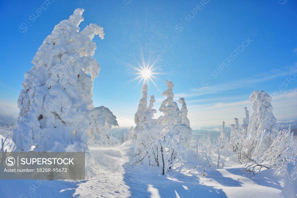 Snow Covered Conifer Trees with Sun in the Winter, Grafenau, Lusen