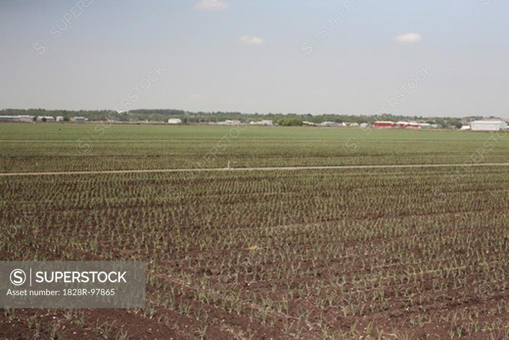 Farmland, Bradford, Ontario, Canada,05/24/2012 SuperStock