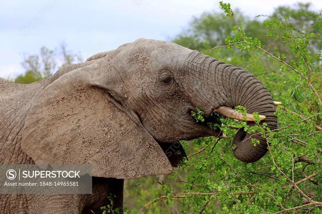 African Elephants Eating