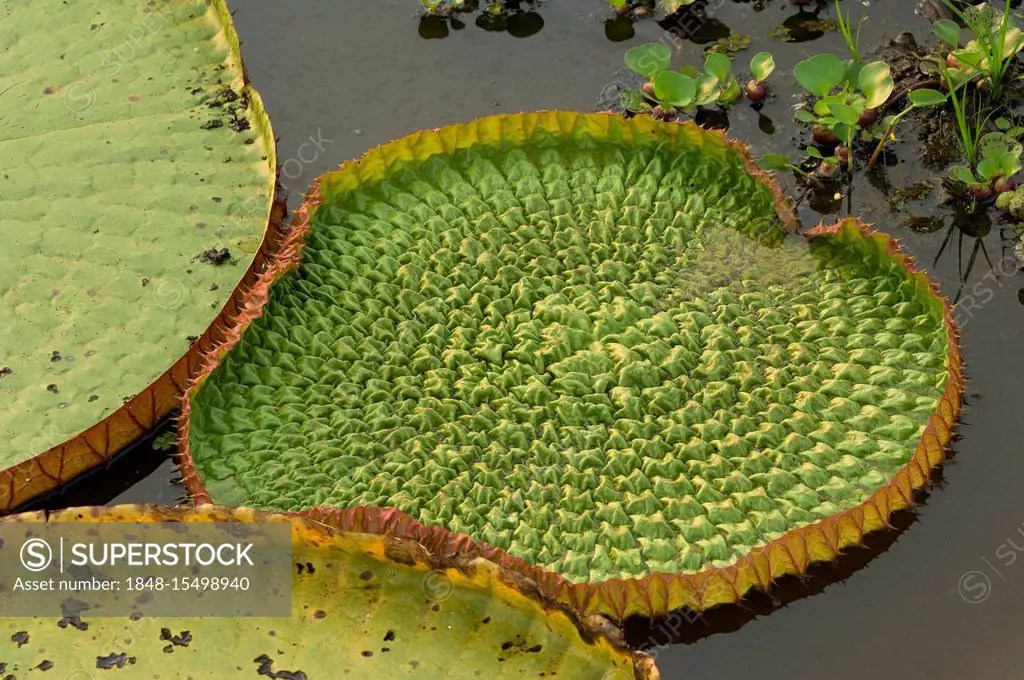 Giant Queen Victoria water lily (Victoria amazonica), Pantanal, UNESCO
