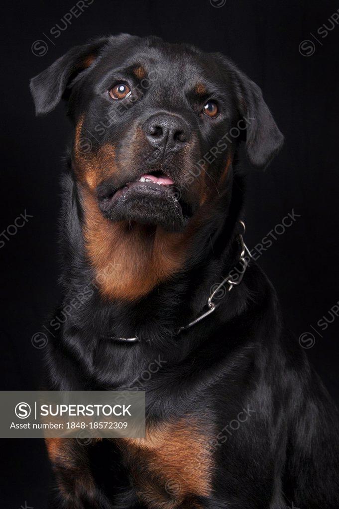Rottweiler, male, 1 year, chain collar Rottweiler, male, 1 year, collar