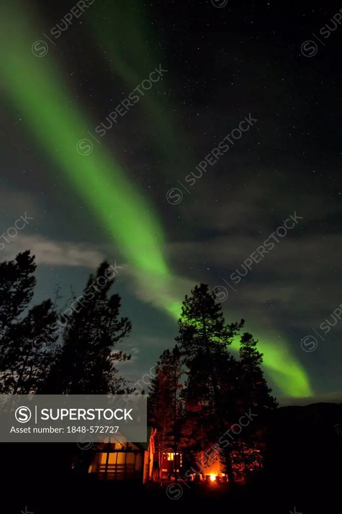 Illuminated wall tent, cabin, green northern polar lights, Aurora borealis, spruce trees, near