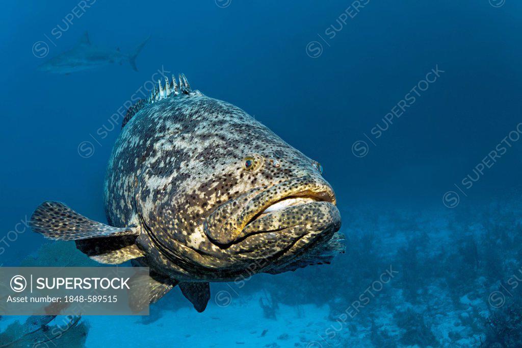 Atlantic goliath grouper fish or itajara or Jewfish (Epinephelus