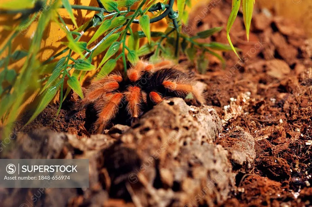 Mexican fireleg or the Mexican rustleg tarantula (Brachypelma boehmei) in a terrarium
