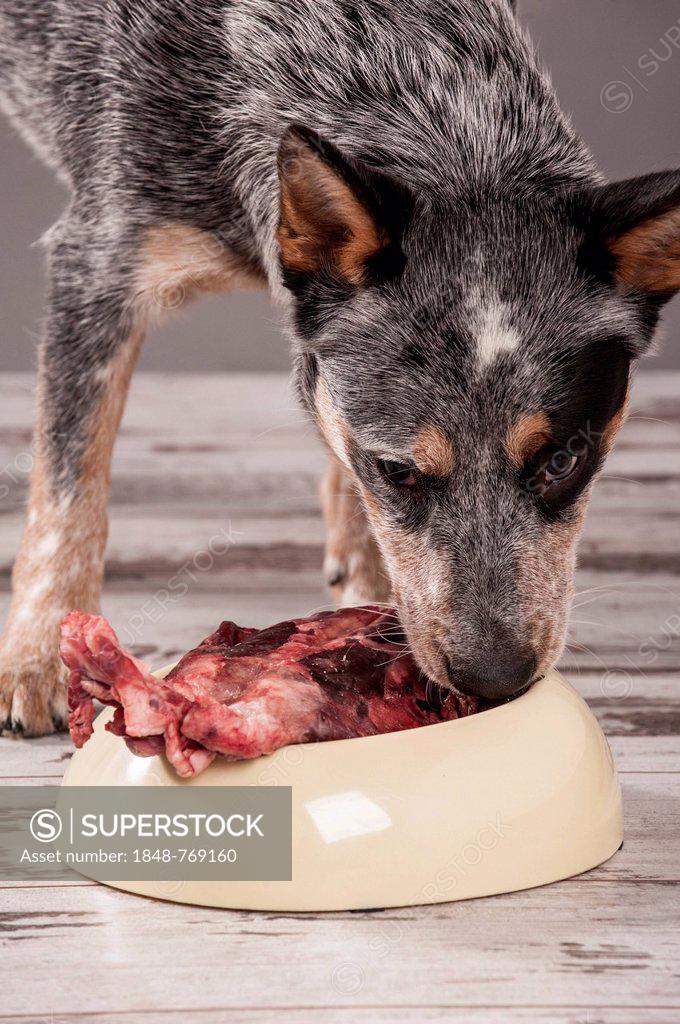 Do Dogs Like Deer Meat