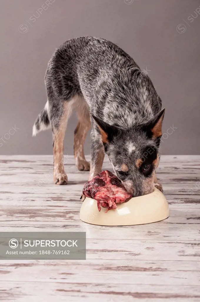 Can Dog Eat Deer Meat