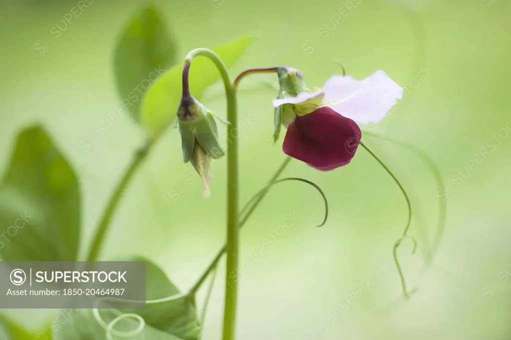 Pea, Pisum sativum 'Purple podded'. Bicoloured purple and white pea