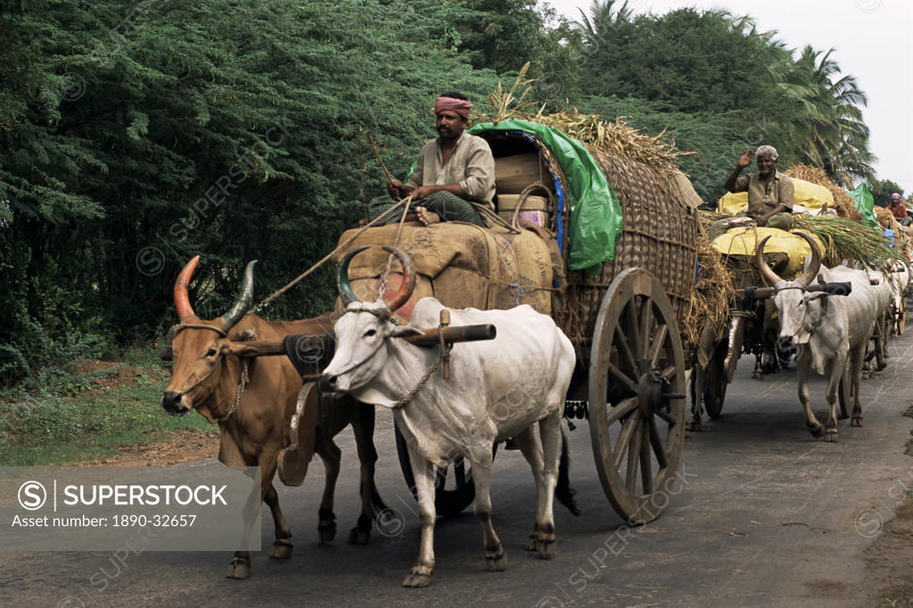 What Does Bullock Cart Meaning In Dream at Debbie Green blog