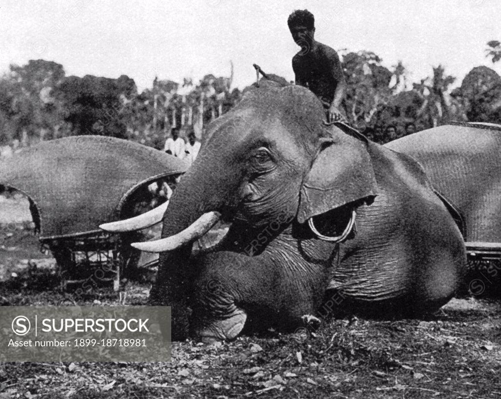 In the 19th century, the Asian Elephant held a prominent position in