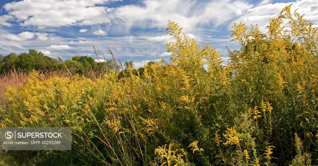 Field of Goldenrod Wildflowers, Montgomery County, Pennsylvania SuperStock