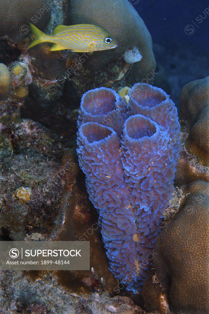 Azure vase sponge. Callyspongia plicifera. Curacao, Netherlands
