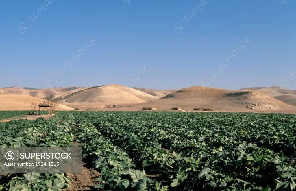 Jordan agriculture in the Jordan Valley SuperStock