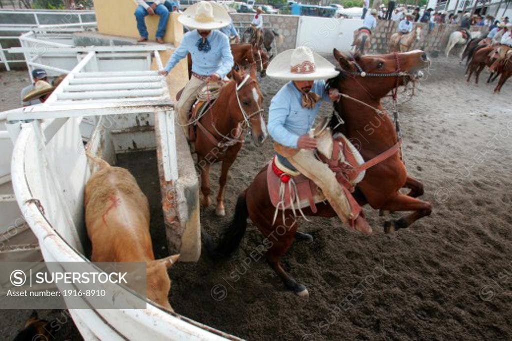 Mexican Cowboys compete in our National Sport, 'La Charreria'. In the