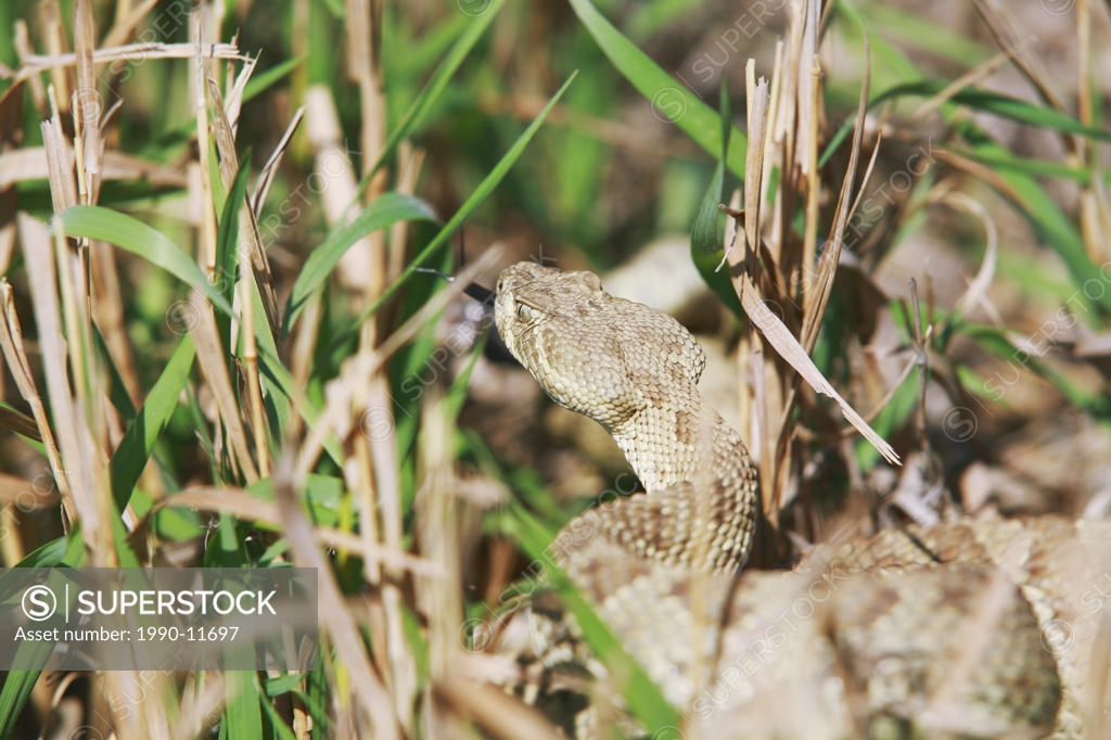 Prairie rattlesnake, Alberta, Canada. SuperStock