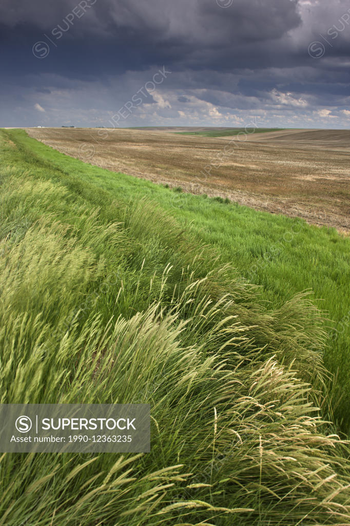 cropland near Lancer, Saskatchewan, Canada SuperStock