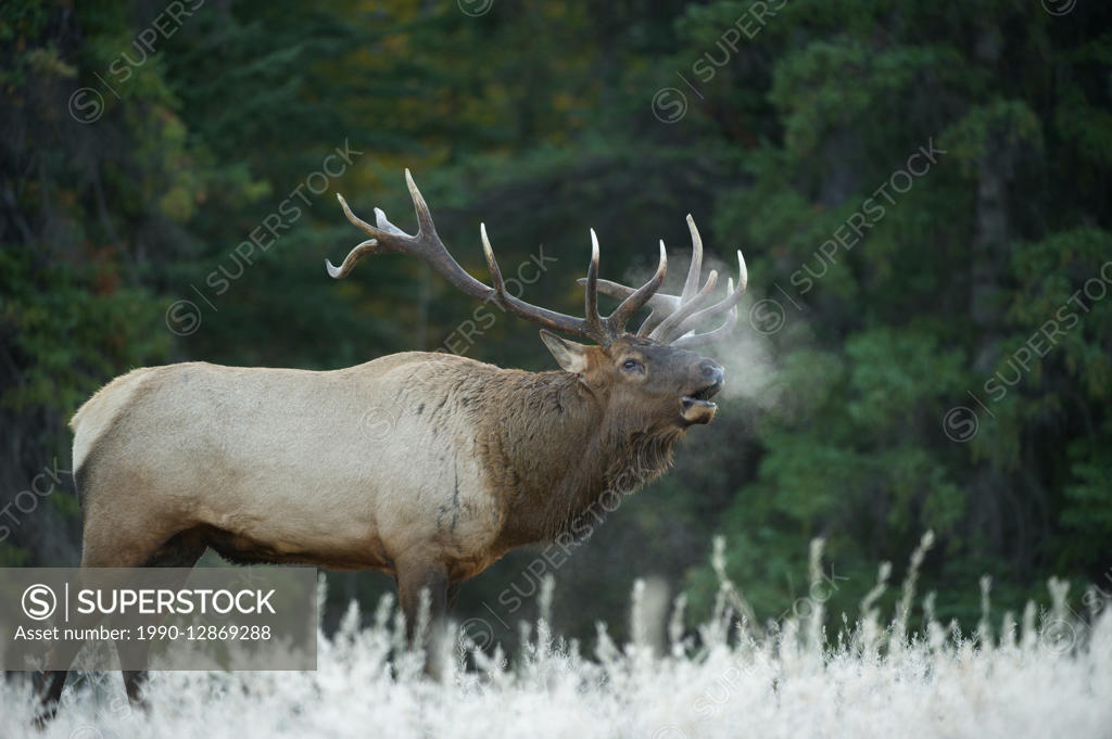 Cervus canadensis nelsoni, rocky mountain elk, male bull elk bugle
