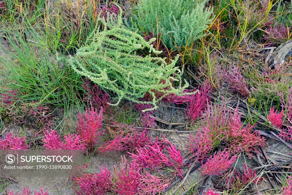 Salt tolerant vegetation (Red samphire) growing along the shore of the