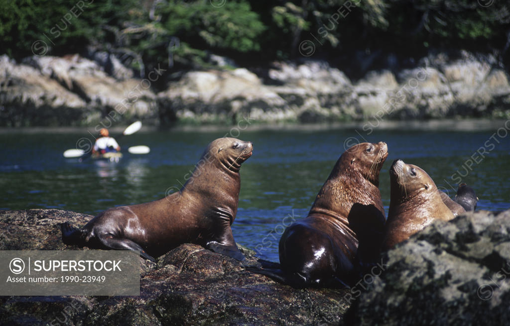 kayaks in Broken Islands Group, Steller sea lion, Eumetopias jubatu, in