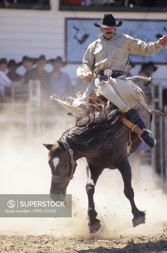 Bronco rider, Kispiox Valley rodeo, British Columbia, Canada SuperStock