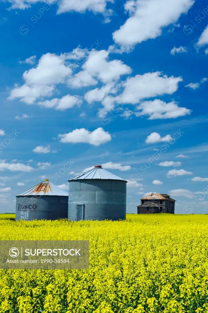 grain storage bins, abandoned farm house in canola field with cumulus