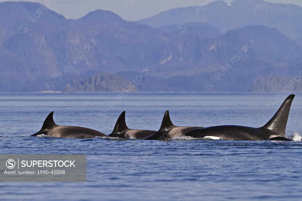Killer Whales Orcinus orca off Malcolm Island near Donegal Head, in the