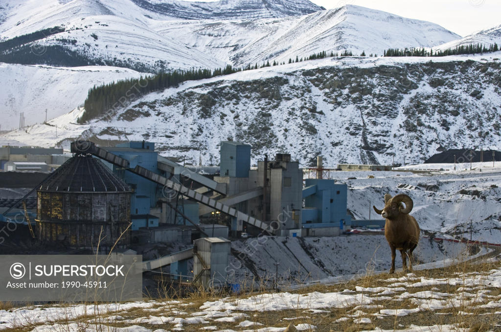 A Bighorn Sheep Ovis canadensis near a coal mine processing plant in