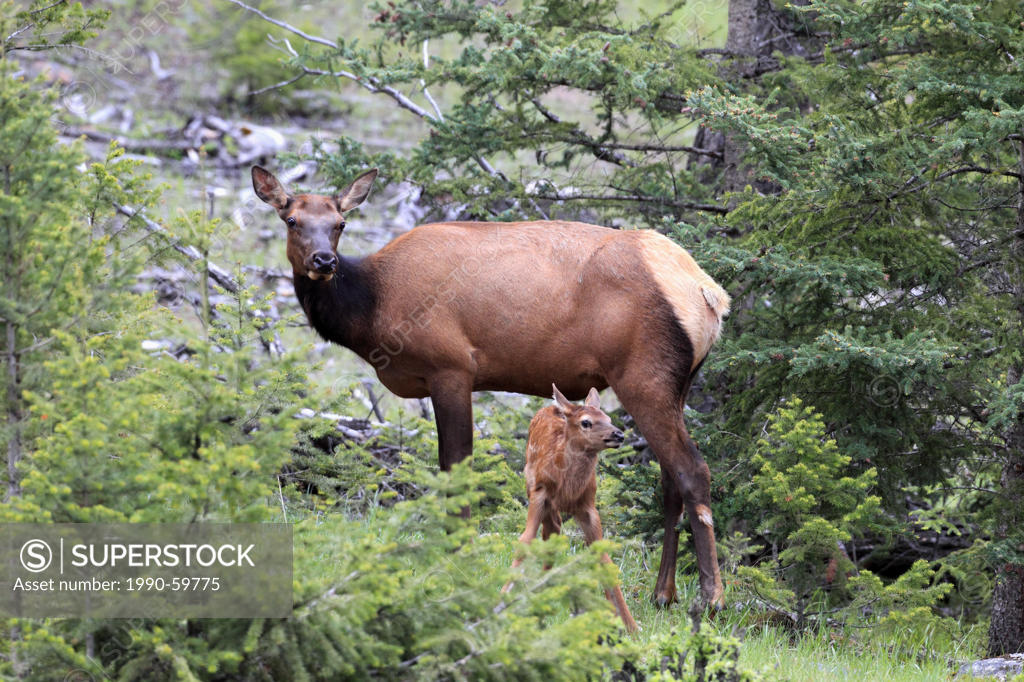 Cow elk or wapiti Cervus canadensis and newborn calf SuperStock