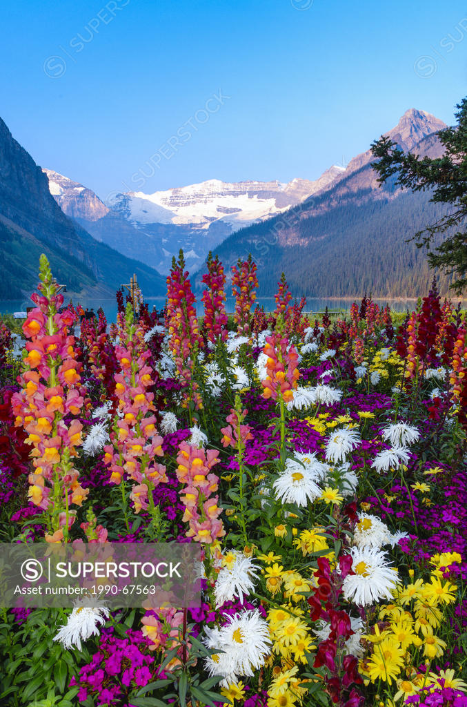Flower display in front of Chateau Lake Louise, Banff National Park