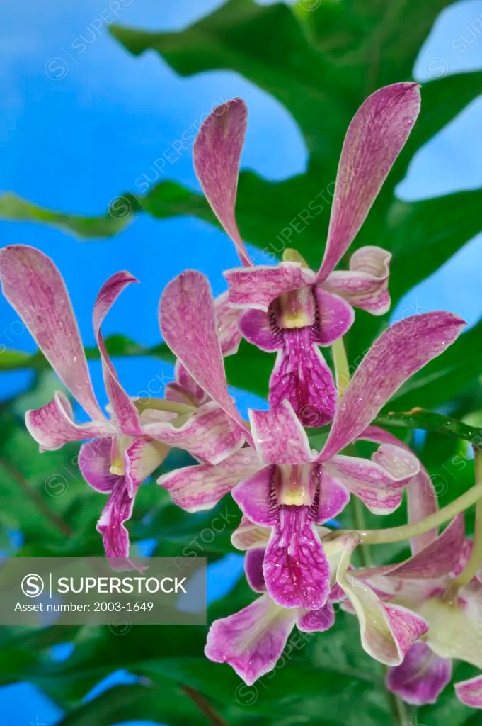 Closeup of hybrid Dendrobium Easter Bunny orchid flowers SuperStock