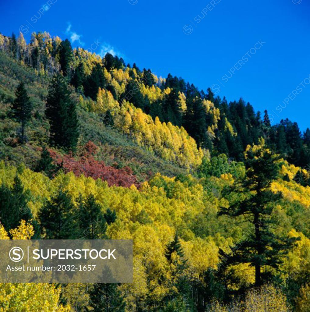 Trees growing on a hillside, Jemez Mountains, New Mexico, USA SuperStock