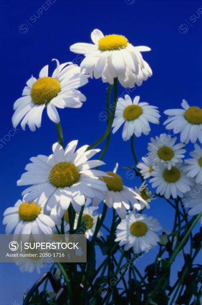 Shasta Daisies SuperStock