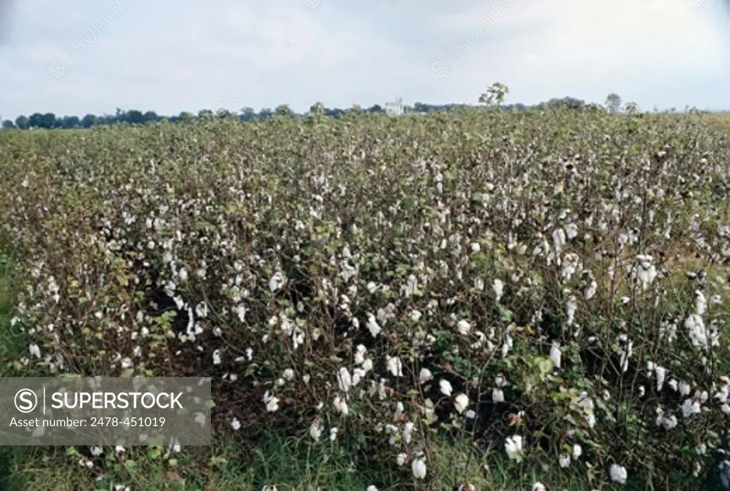 Cotton Field Arkansas USA SuperStock