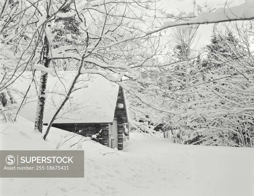 Vintage photograph. Cabin with heavy snow on tree branches. Jackson