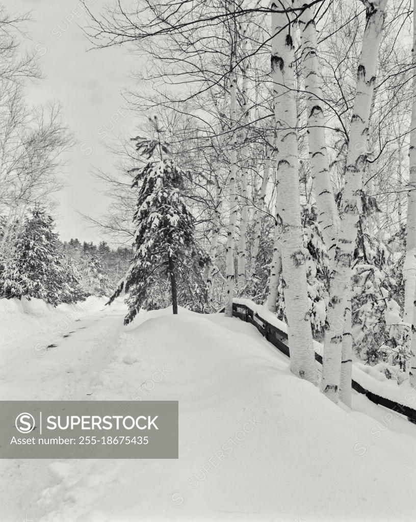 Vintage photograph. Winter, Roadside Birch trees with fence and heavy