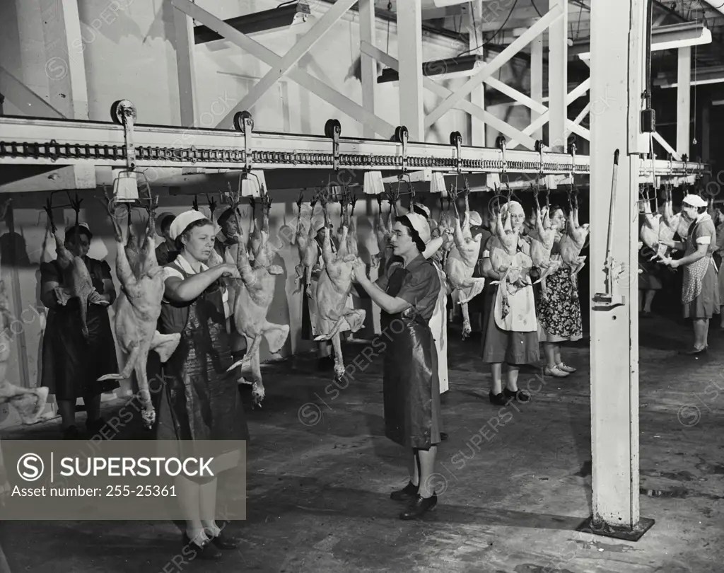 Vintage photograph. Female workers working in a turkey processing plant