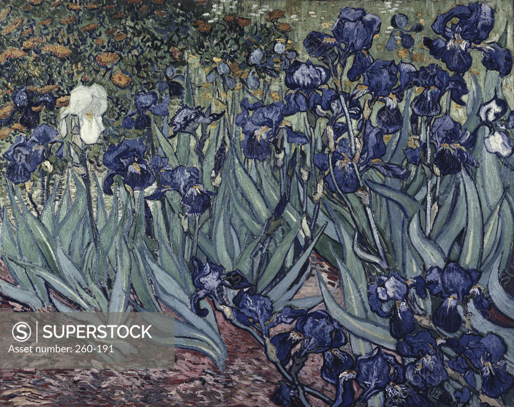 Irises 1889 Vincent van Gogh (18531890 Dutch) Oil on canvas J. Paul